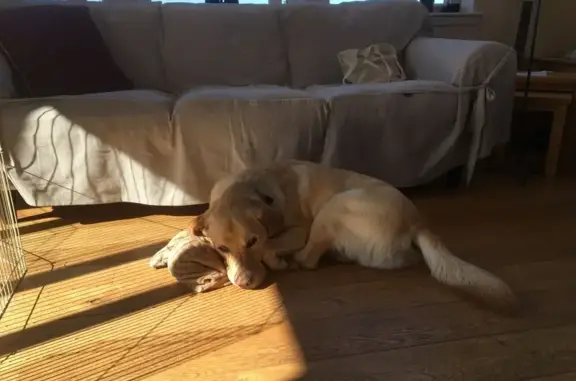 Labrador sable perdu à Strasbourg - photo