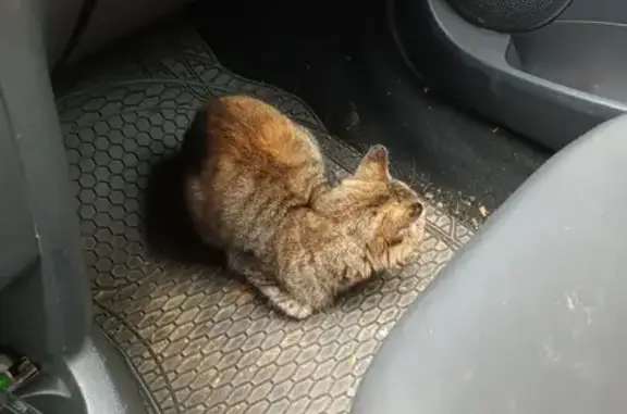 Jeune chatte tigrée trouvée à Saivres - photo