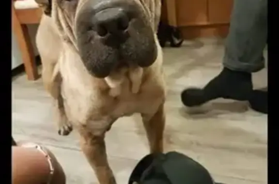 Lost Light Brown Sharpei in Sudbury