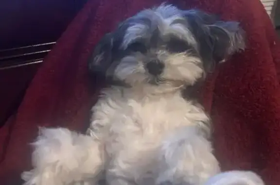 Help Find Lilly: Missing Shih Tzu Mix