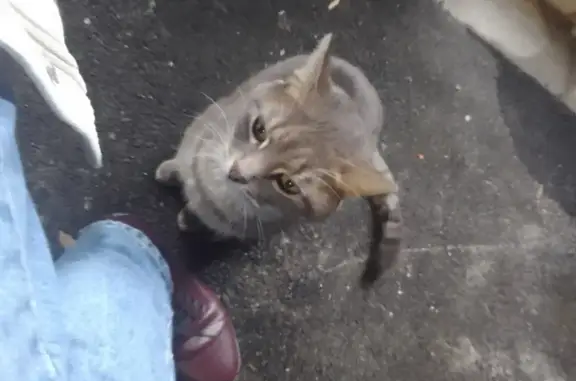 Chat retrouvé dans le local poubelle - photo