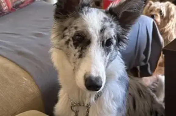 Perros perdidos, , foto: Perra perdida en Villafranco del Guadalhorce