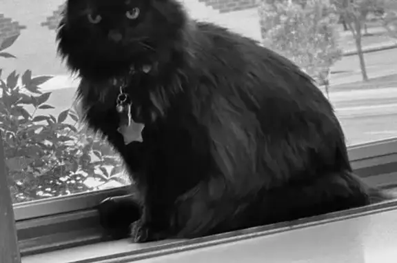 Lost Black Cat: Red Collar, Smithsburg