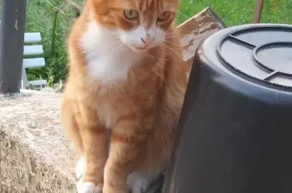 Chat perdu, Tourcoing, photo: Chat roux tigré perdu à Tourcoing