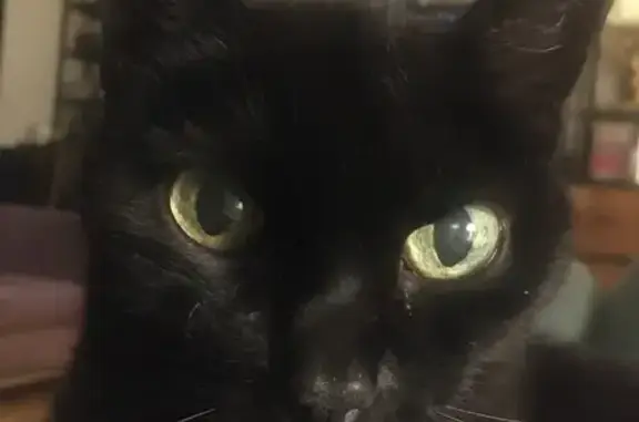 Animaux perdus Toulouse, photo: Chatte noire disparue à Toulouse