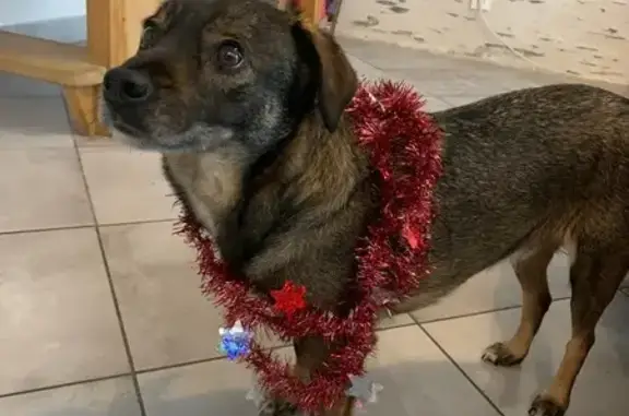 Chien perdu , photo : Chien perdu à Noyant, très craintif