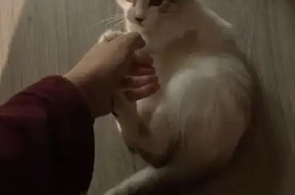 Chatte blanche non pucée trouvée à Knutange - photo