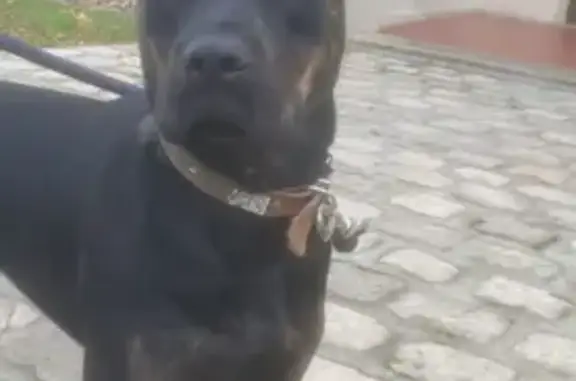 Chien trouvé Mugron, photo: Staf noir trouvé au stade de Mugron
