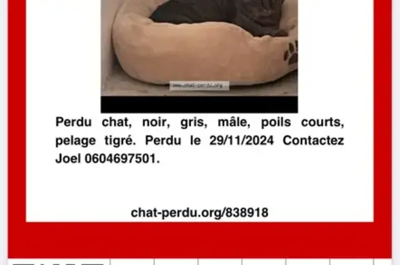 Chat tigré noir/gris perdu à Nouvoitou - photo