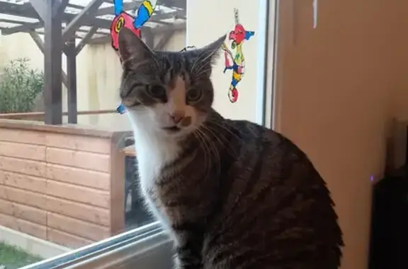 Chat perdu, craintif, échappé du jardin - photo