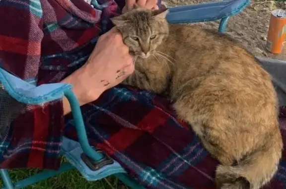 Animaux perdus Audincourt, photo: Chatte craintive disparue à Audincourt