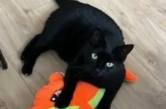 Chat perdu, , photo: Chat noir perdu, 5 ans, Chantemerle