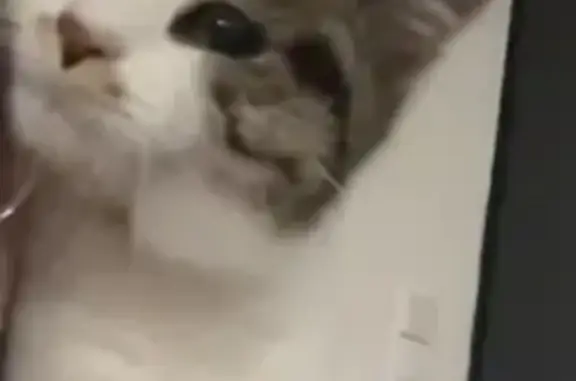 Chat perdu, , photo: Chat perdu à Fanjeaux : contactez-nous