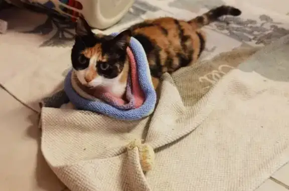 Chatte disparue à Blagnac, robe Isabelle - photo