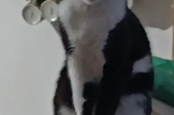 Animaux perdus Béziers, photo: Chatte noire et blanche perdue à Béziers