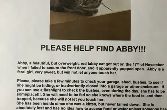 Help Find Our Lost Overweight Tabby!