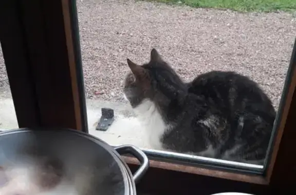 Chat tigré et blanc câlin trouvé affamé - photo