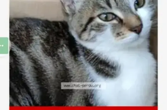 Chat perdu, Andrésy, photo: Chatte tigrée disparue à Andrésy