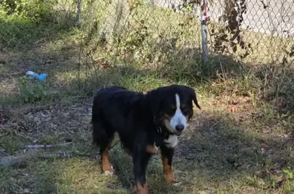 Lost Bernese: Skittish, Azalea Dr, Beaufort