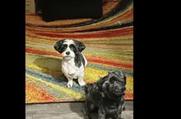 Lost Shih-Tzu Mixes: Help Bring Them Home!