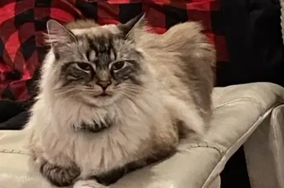 Lost Cat: Cream & Grey, Blue Eyes, Powell