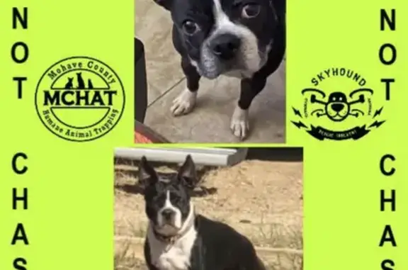 Lost Boston Terrier - Laughlin 2020