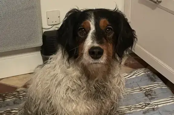 Animaux trouvés , photo: Épagneul trouvé sans collier à Martainville
