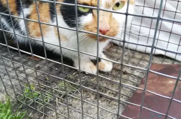 Chat trouvé Nouvelle-Aquitaine, photo: Chat trouvé à Castets fin août-septembre