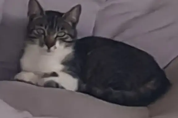Animaux perdus , photo: Chatte tigrée blanche disparue Beaufort-Orbagna