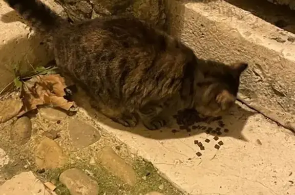 Chatte tigrée sociable trouvée à Périgueux - photo