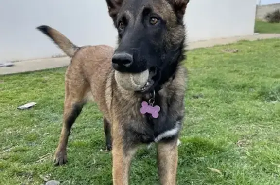 Malinois femelle perdue à Sablonceaux - photo