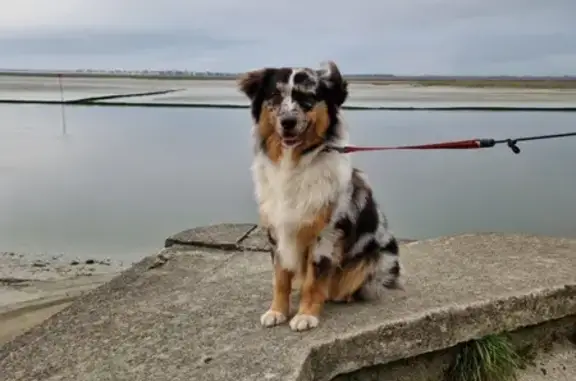 Chien perdu , photo : Berger Australien perdu à Saint-Rémy