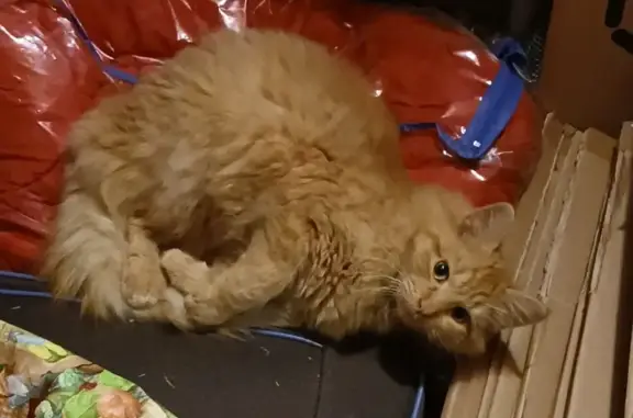 Animaux trouvés Cugnaux, photo: Chat orange trouvé, affectueux et non identifié