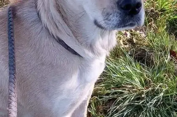 Labrador beige perdu à Pommiers - photo
