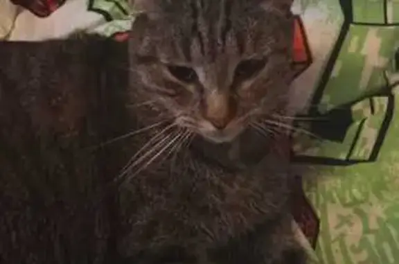 Chat perdu, Dijon, photo: Minette tigrée Mimie disparue à Dijon