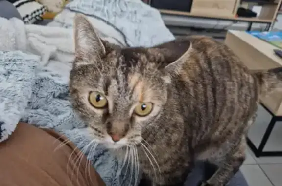 Chat perdu, La Motte-Servolex, photo: Minette Luna tombée, disparue à La Motte