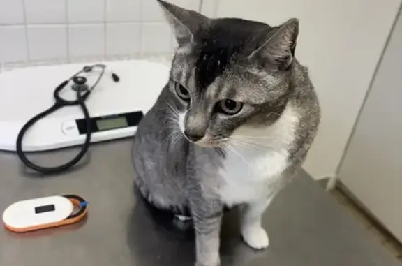 Gros chat gris trouvé à Roanne - photo
