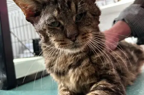 Chat européen maigre trouvé à Neuvy - photo