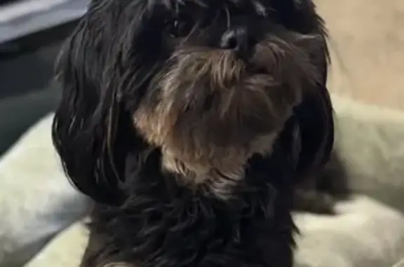 Lost Male Shih Tzu: Help Find Him!