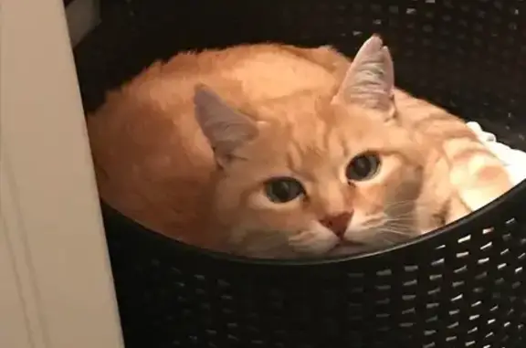Animaux perdus Dax, photo: Chatte Rita disparue à Dax