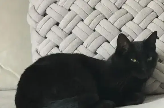 Chat perdu, Dijon, photo: Chat noir Pluton perdu à Dijon