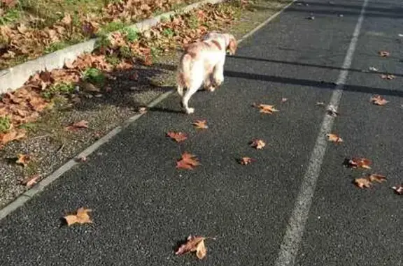Chien trouvé à Créon, marron et blanc - photo