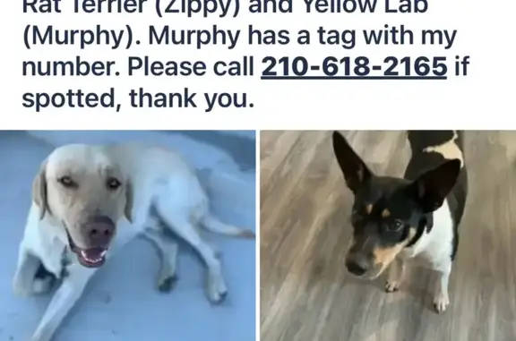 Lost Dogs: Yellow Lab & Terrier in SA