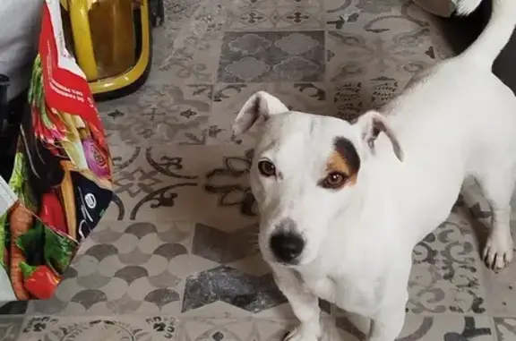 Jack Russell perdu à Grasse, 8 ans - photo