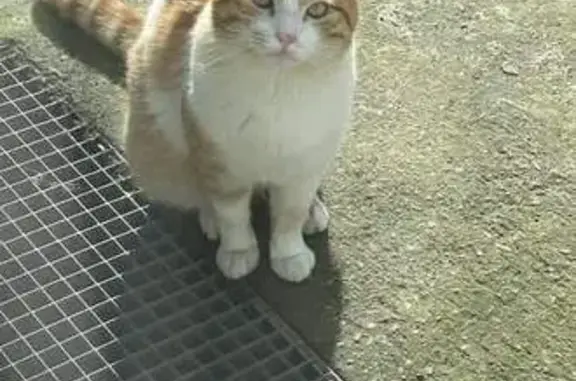 Chat disparu à Plémet : Lascar/Ponpon - photo