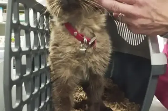 Chat trouvé , photo: Chat gris trouvé avec collier à Loire-Authion