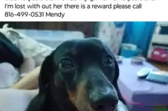 Lost Dachshund: Ellie Mae in Kansas City