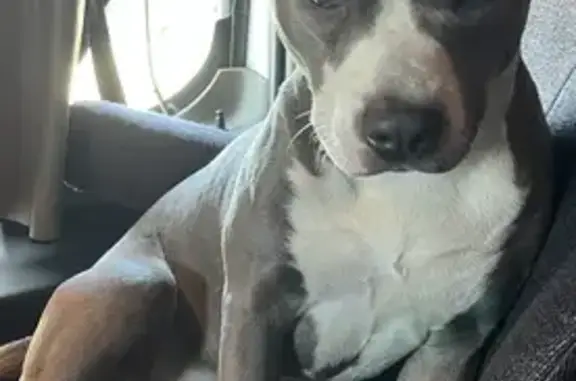 Lost Grey Pitbull 'LB' - Reward Offered!