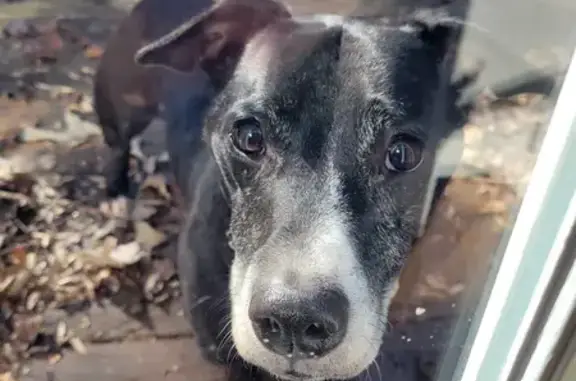 Found Male Dog: Black with Santa Collar