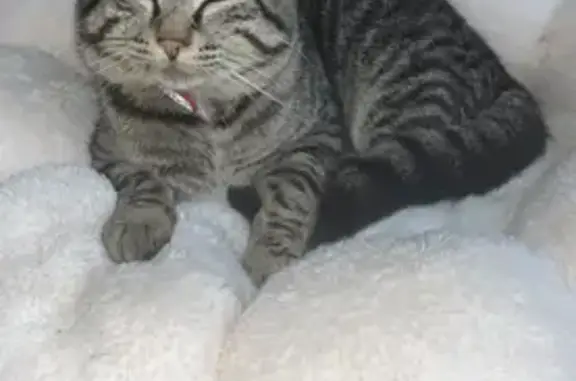 Animaux perdus Niherne, photo: Chat perdu à Niherne : Ulyss, collier marron